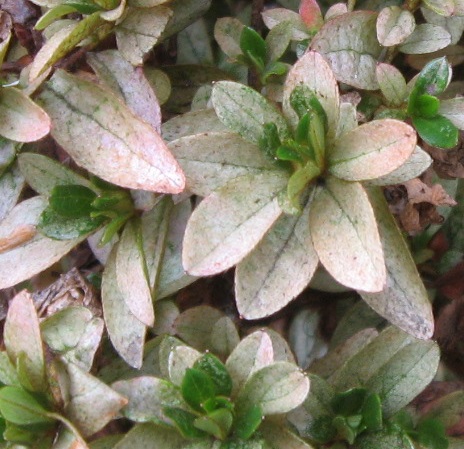 Azalea Lace Bud Damage