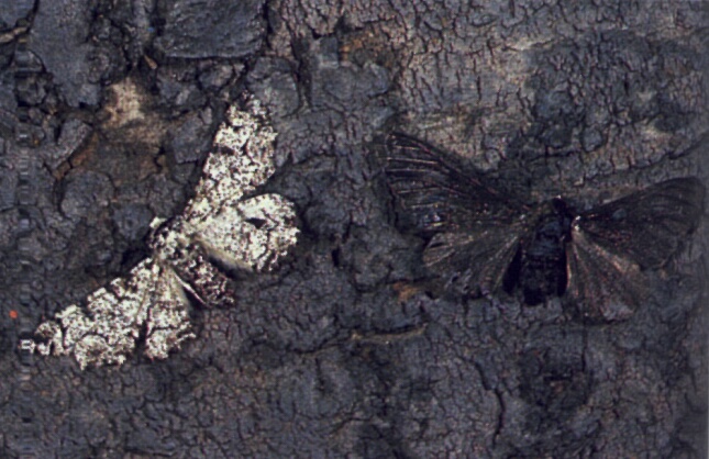 peppered moth