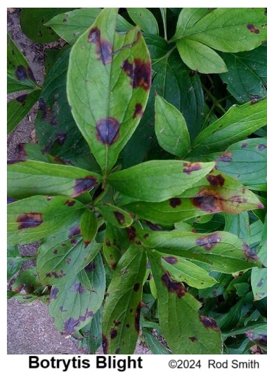 Botrytis Blight