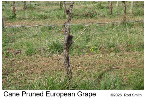 Cane Pruned European Grapes