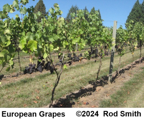 European Grape