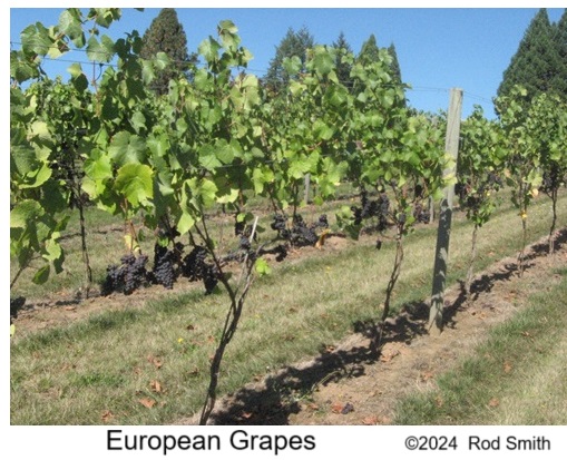 European Grape