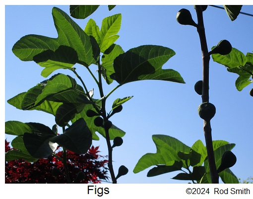 Fig trees