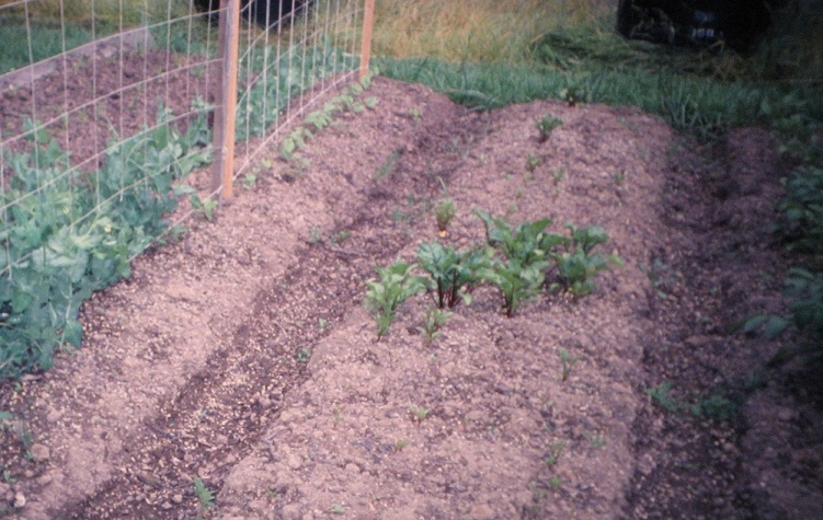 Trenched Raised Bed
