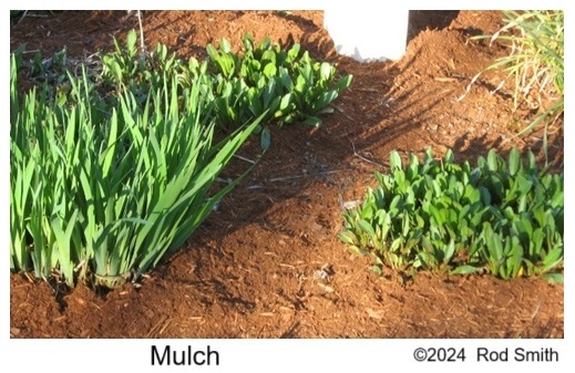 Mulch