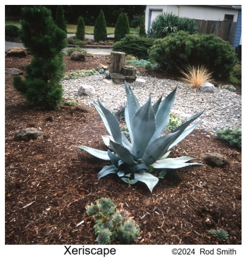 Xeriscape
