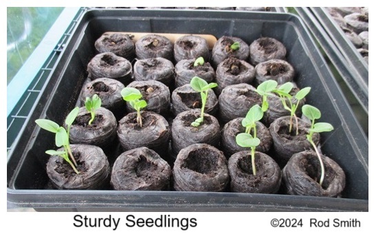 Sturdy Seedlings in Jiffy Pots
