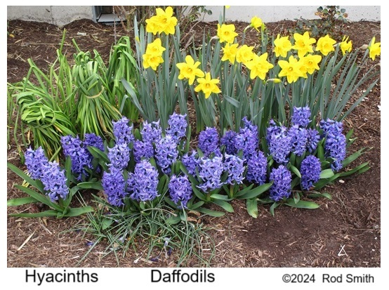 Hyacinths and Daffodils