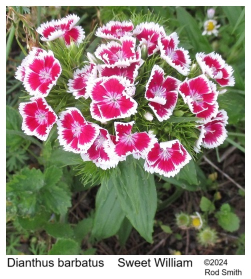 Sweet William