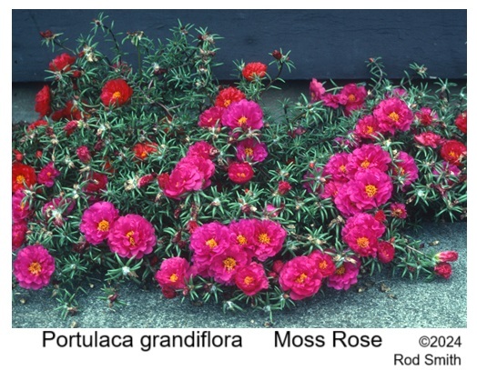 Moss Rose