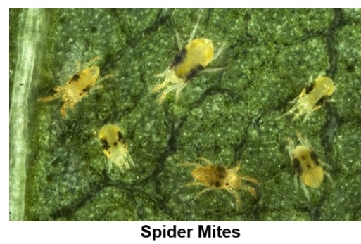 Spider Mites