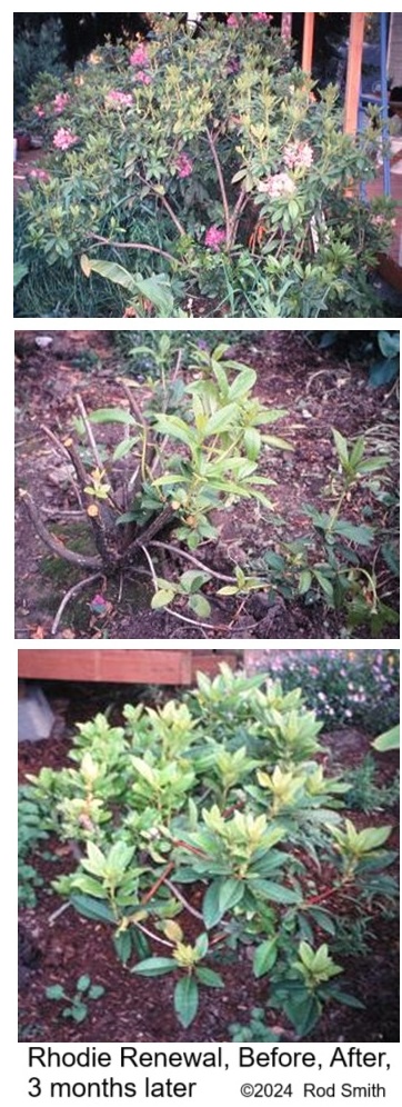Overgrown Rhodie before and after