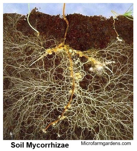 Mycorrhizae move nutrients into roots