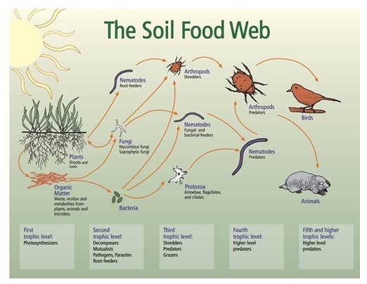 Soil Food Web