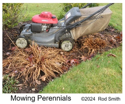 Mowing and Mulching Perennials